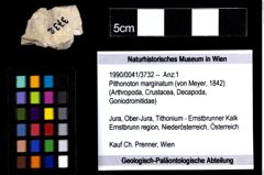 Foto (Objekt + Etiketten) von Pithonoton marginatum (von Meyer, 1842) 